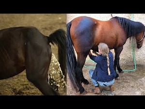 Horse peep 😍 | Horse poop 💩 | Horse peeing