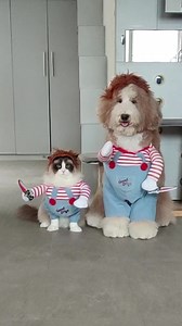 225K views · 9.7K reactions | 雙殺合璧, 天下無敵 殺手喵, 氣勢凌人, 喜歡正面對決 殺手汪, 笑裡藏刀, 善用 " 套養殺 " 為了培養默契 合璧過程, 真的很好笑 藍 | 標準型貴賓狗 哈樂 & 哈媚 The Standard Poodle Halo & Hamei | Facebook