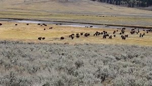 1.9K views · 125 reactions | Waldo Montgomery Across the valley. | Legend Of Lamar Valley/The Valley Of Wolves | Facebook