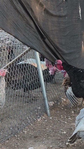 Tom turkey: "No fence will hold me back! But, OW! My SNOOD!" #animals #competition #fighting