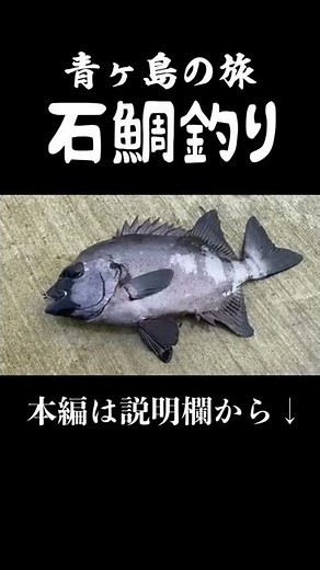 爆釣！連発！クチジロ乱舞！青ヶ島の石鯛釣り！