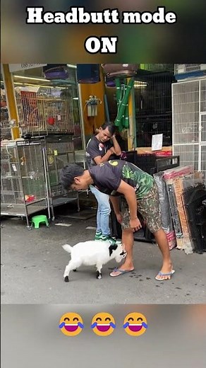 A hilarious and cute moment of a baby goat refusing to give up
