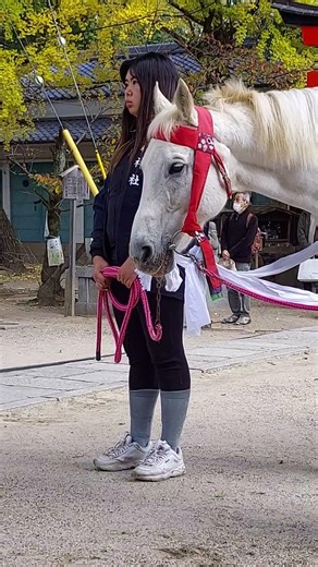 Shinshinsai 20231120