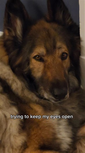 CUTEST German Shepherd Fighting Sleep