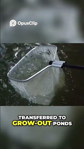 Prawn Farming Grow Out Pond Secrets for Healthy Harvests