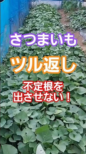 さつまいものツル返し！不定根を出させない！！#家庭菜園 #さつまいも #サツマイモ #サツマイモ栽培