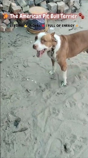 American Pit Bull Terrier 🐾 | Strength, Loyalty & Love ❤️ #DogShorts