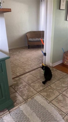 Cat Plays With Stretchy Toy Rope and Enjoys Himself