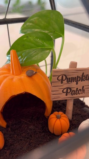 Exploring the World of Pet Snails and Terrariums