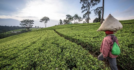 Three Things to Know About Nature-Based Solutions for Agriculture