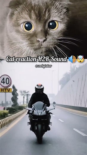 Cat Reaction H2R Godzilla 🥵🤯 #coolytstar #shorts #foryou #kawasakininjah2r #automobile #ninjacool