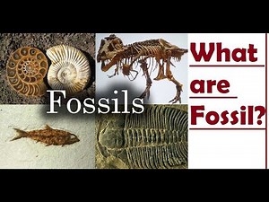 What is a Fossil? | How Fossils Are Formed?