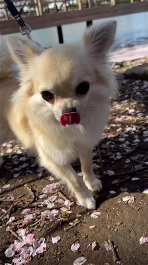 さくら🌸さんぽ