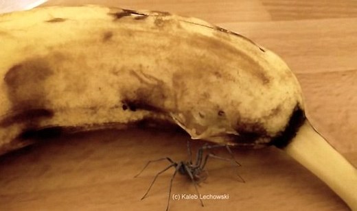 OMG! Spider bursts out of Banana (watch video)