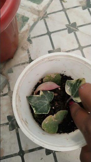 how to grow English ivy plant #everyone #EnglishIVy #everyone #plants #gardenflower