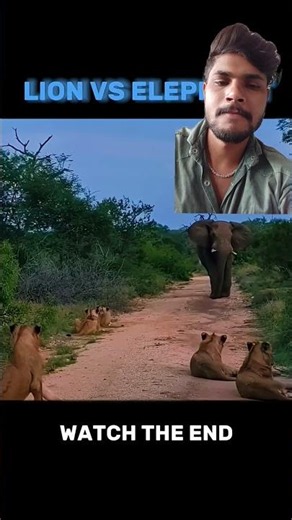 Leon vs elephant 🐘 confident #anime #wildlife #shorts #trending #viral #elephant #leon