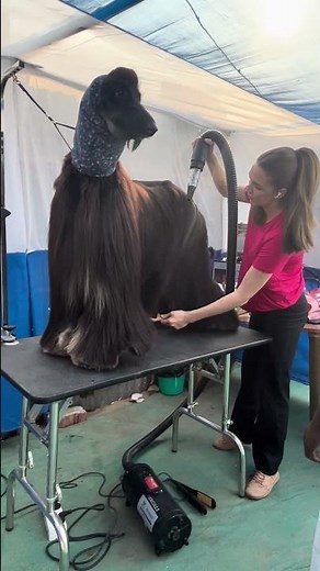 Afghan Hound Grooming For Calcutta Kennel Club Dog Show #afghanhound #calcuttadogshow #shorts #viral