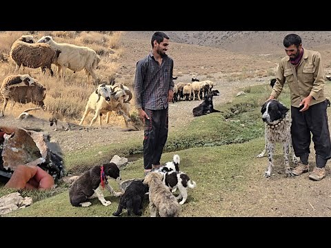 Amazing moments in nomadic life | Sheep mating and cubs playing