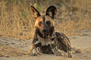 The Wild Dogs [2002]