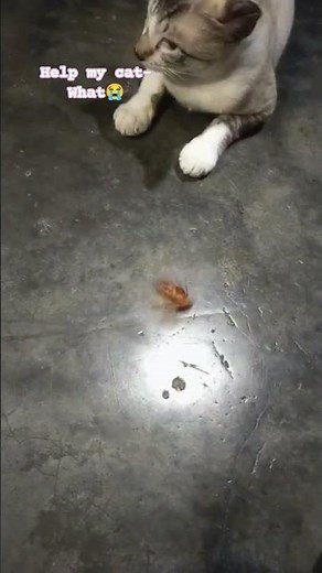 spinning cockroach lol😅