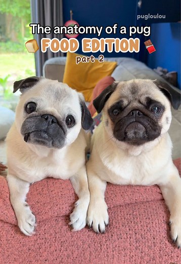A perfectly balanced diet… according to pug anatomy 😌🍞🍫 #pug #dog #dogsoftiktok #pugsoftiktok
