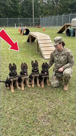 Soldier vs 4 German Shepherd Puppies… HUG AMBUSH! 😂 #germanshepherd #dogrescue #ai #fyp #dogs