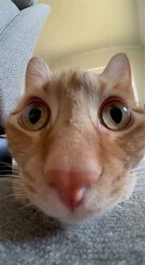 #jumpstyle 😅 Learn jumpstyle basics in 30 seconds #jumpstyle #tutorial #fun