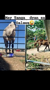 Ang Kawawang cowboy #horses #horsepower #goodvibesonly | Kuya Rey Blogs