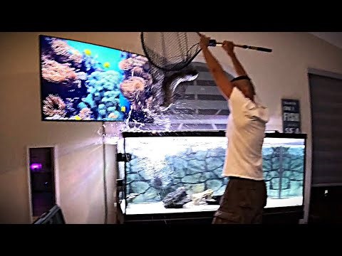 Ariana the arowana 3yo 2ft didn't wanna stay in 210 gal