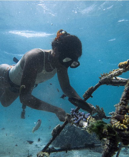 Boxfish: Nature’s Living Armor 🐠✨ Boxfish are cube shaped fish with a tough, bony exoskeleton that protects them from predators. Some species release toxins when threatened, making them even harder to catch! Their vibrant colors warn enemies to stay away, while their unique body shape helps them glide smoothly through the water. #Boxfish #MarineLife #OceanWonders#MarineLifeLove #OceanRestoration #SaveOurSeas #OceanWarriors #oceanlife #RodriguesIsland #blueroceanproject