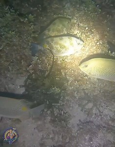 1.5M views · 47K reactions | Andami Napagkamalan tuloy kami sa sanctuary namana, at gumagamit daw ng compressor dahil sa dumadaan na mga bangka | YAyang V. | Facebook