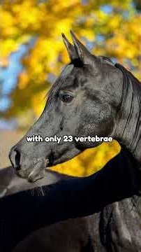Meet the Arab Horse | Breed 101
