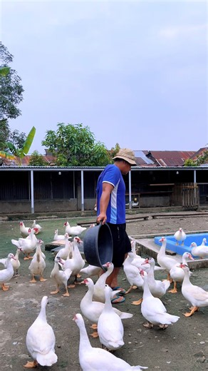 Penetasan secara alami oleh indukan entok #duck