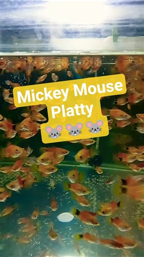 Mickey Mouse Platty 🐭🐭🐭