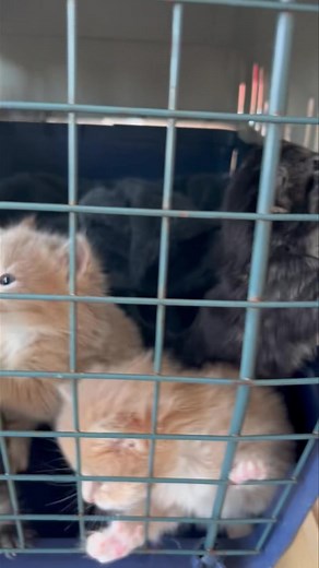 18K views · 383 reactions | The Blacktown kittens have arrived. Let’s hope they all survive and find loving homes. | Urban Kittens - Rescue group | Facebook
