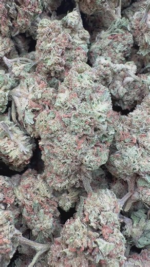 Panama Red - Bulk - Sativa