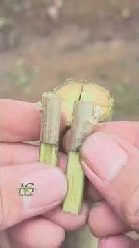 Several grafting techniques and bud grafting methods for fruit plants#grafting #budgrafting