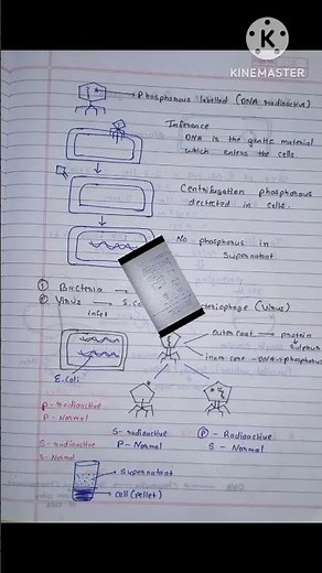 Biology Chp 4 Molecular Basis Of Inheritance #12th #biology #neet#notes #simplenotes#syjc#upsc#part1