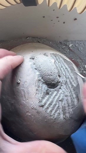 Unveiling the Mysteries of Ancient Ammonite Fossils