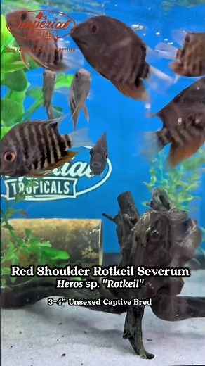 “Meet the Rotkeil Severum – A Rare Gem Among Cichlids!”