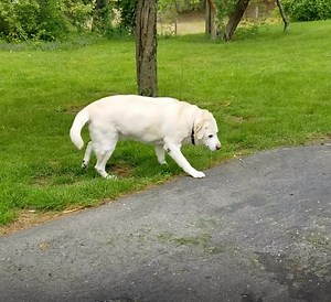 140K views · 4K reactions | "My 13yr old Labrador Molly has definitely more mobility, thanks to these chews. Her coat is shiny and her eyes are bright too." ⭐⭐⭐⭐⭐ (Trust Pilot Review) "I used this product for my 16 yr old shepherd. He was not able to get up and walk until I found this product. I am amazed at the difference:) thank you so much" ⭐⭐⭐⭐⭐ (Verified Purchaser On Amazon) | PetLab Co. | Facebook