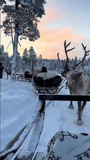 Amazing Reindeer Facts! 🦌 The Real-Life Flying Legend! #reinders #wildlife #animalfacts #trending