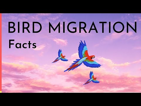 Bird Migration Facts | Why, When & How do birds migrate video