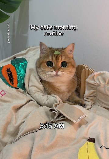 Cat's Morning Routine: A Delightful Start to the Day