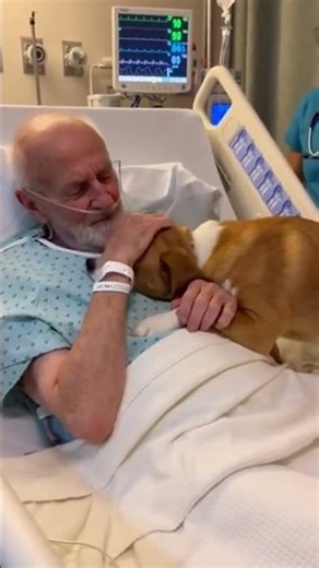 🐾 Get ready to experience a heartwarming journey as we dive into the #dogs #love #companionship