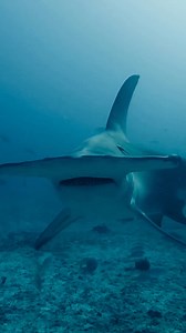 #Hammerhead sharks use their wide set of eyes and increased ampullae sensitivity to hunt for their favorite meal, stingrays, which are usually buried under the sand. 🔍🦈 #SharkWeek starts tomorrow on Discovery and discovery . Video by ABC4EXPLORE | Shark Week