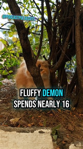 The Cat Documentary | Tiny Fluffy Demon