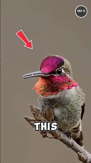 This Bird Moves Like a Living Machine ⚡
