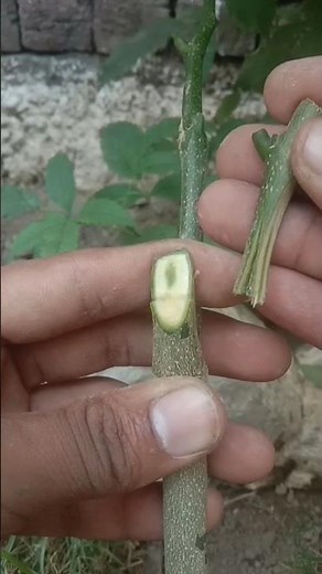 EASY Grafting Methods For Successful Results At Home?