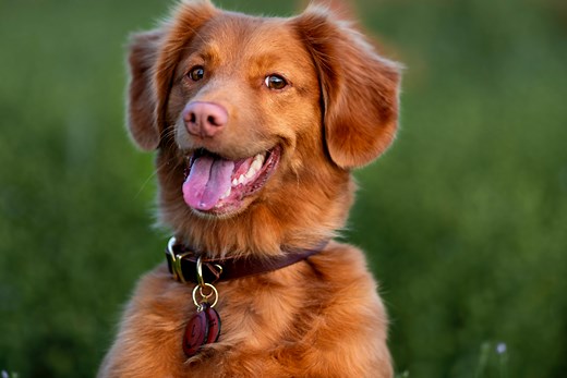 175  Irish Dog Names (With Meanings)